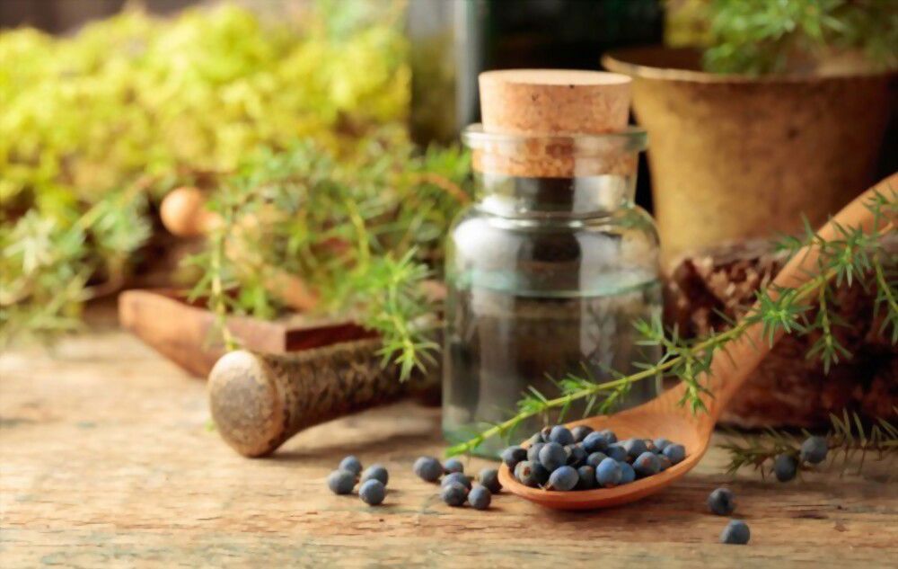 5 Juniper Spiritual Meaning What This Ancient Tree Symbolizes