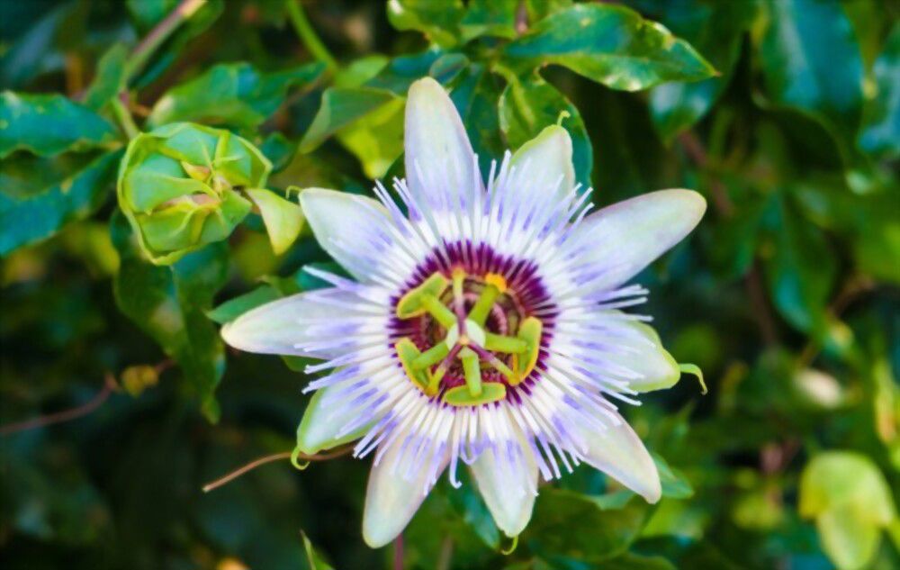 The Passion Fruit Flower The Passion Fruit Flower's vibrant color and sweet scent is a sign of perseverance, inspiring us to keep on working towards our dreams!