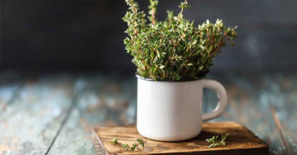 5 Thyme Spiritual Meaning and Uses