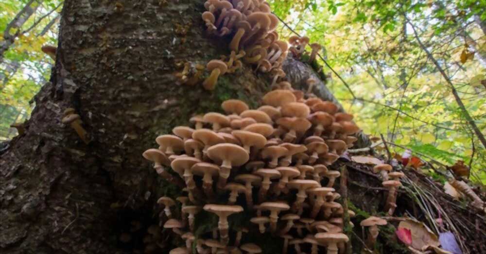 The mushroom's spiritual meaning.