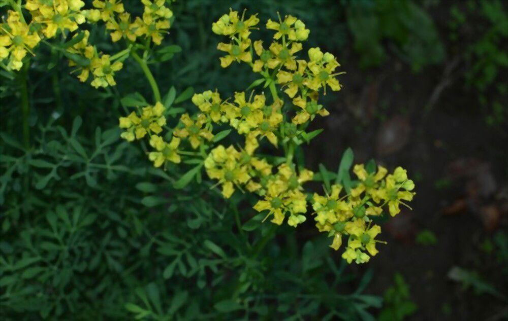 power of intuition with Rue Unlock the power of intuition and divination with Rue!