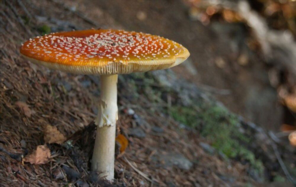 the symbol of Mushrooms Mushrooms - the symbol of longevity and health!