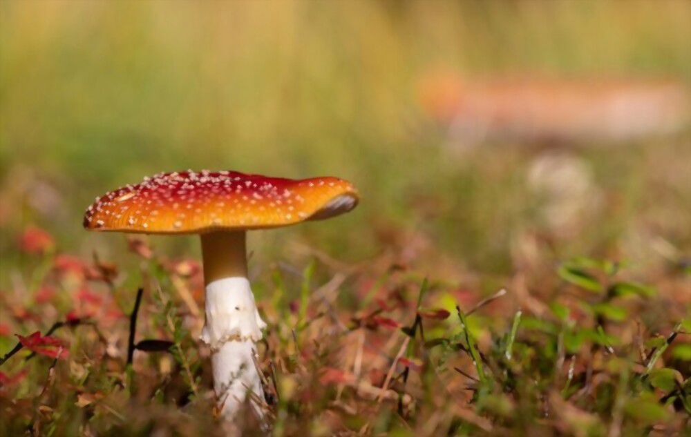 mushrooms represent purity In the Bible, mushrooms represent purity, life and abundance.