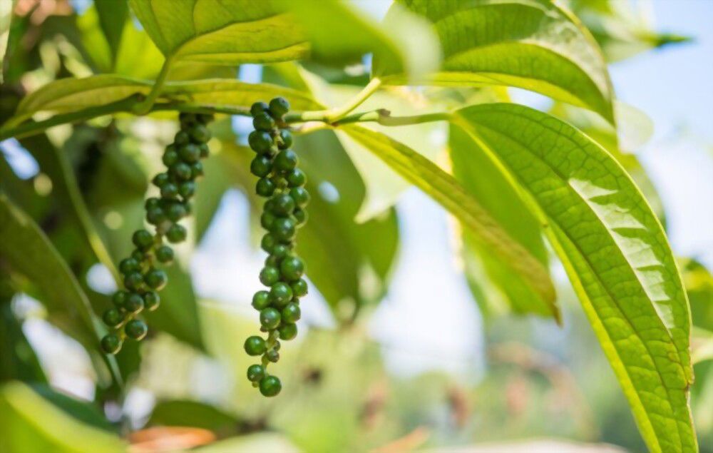 Spice up your life with the health benefits of black pepper!