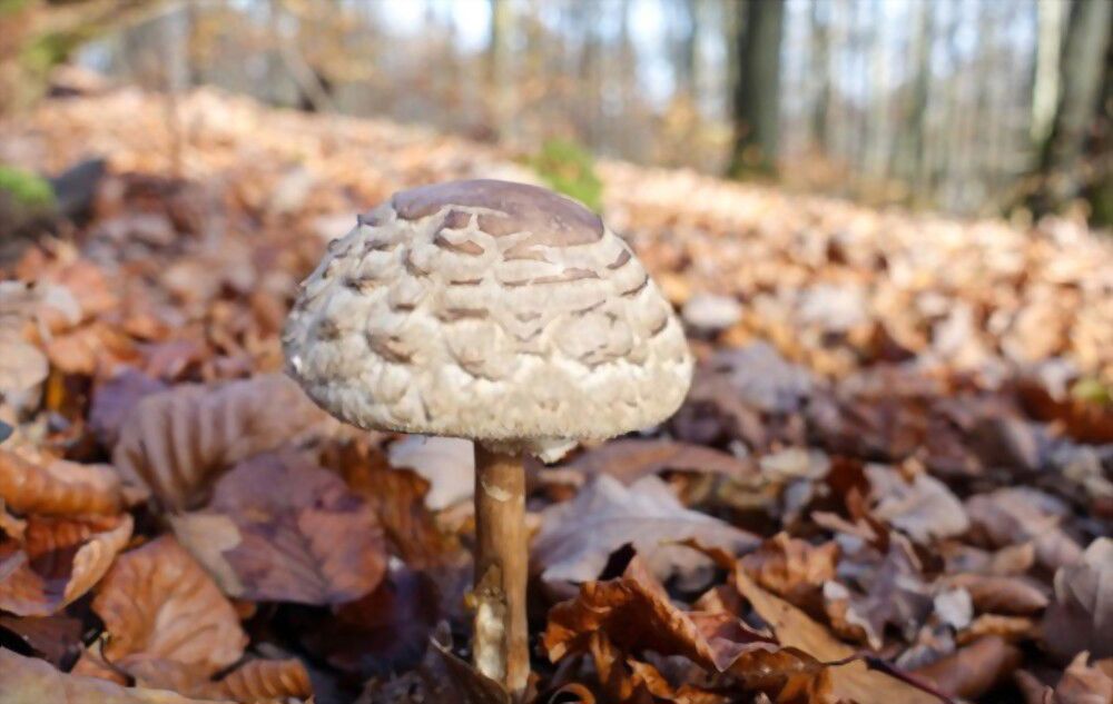 the power of mushrooms Let the power of mushrooms help you to open up your spiritual connection!