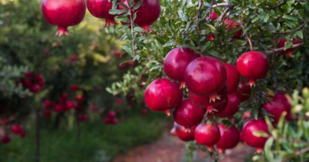 Pomegranate spiritual meaning