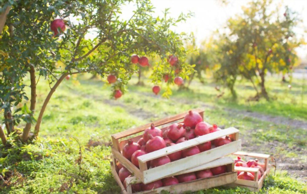 Quran says: “A fruit of Paradise is the pomegranate, whose clusters are so much alike that they appear to be one single fruit!”  (Surah Al-Rahman)