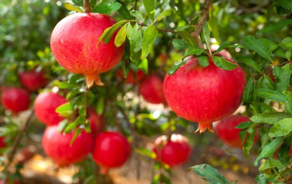 Harvesting a pomegranate full of blessings and luck!