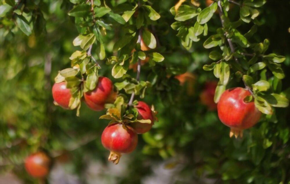Pomegranates are a symbol of abundance, fertility and prosperity in Jewish faith.