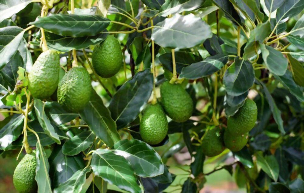 Avocados symbol Avocados have been revered for centuries as a symbol of fertility and strength.