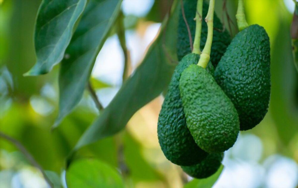 Avocado Live like an Indian and add Avocado to your diet for a longer.