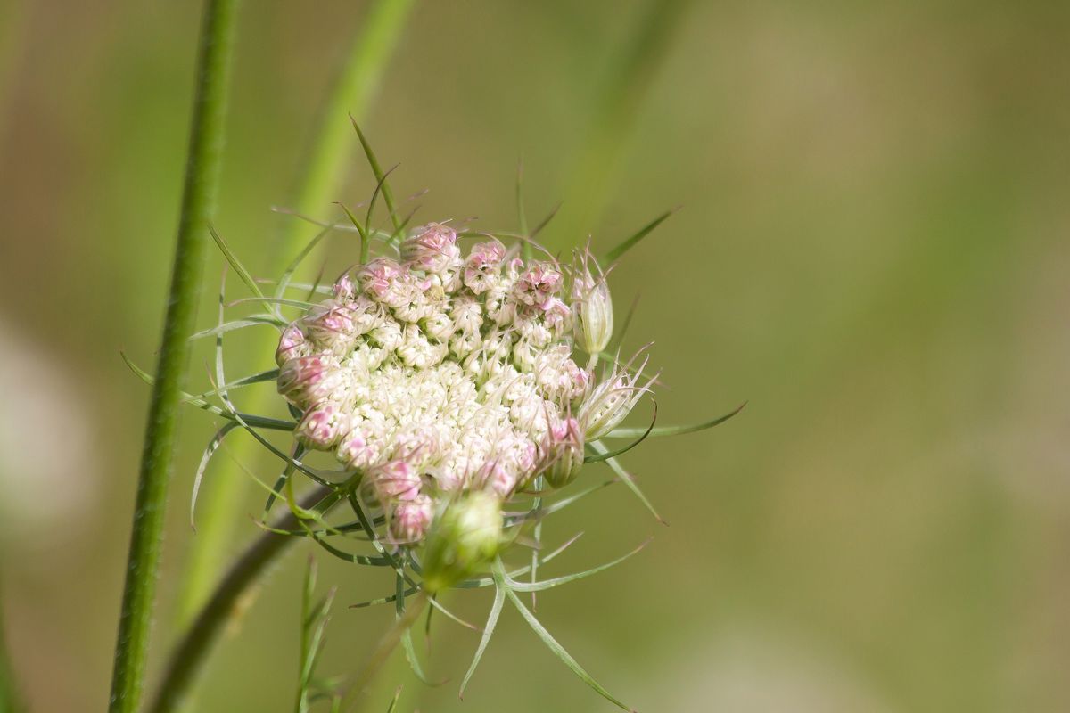 Yarrow Unlock the secrets of Yarrow and discover its power to influence your life.