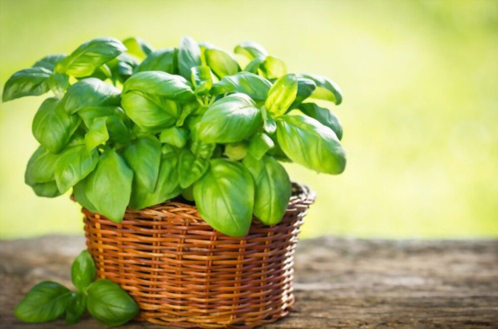 Basil: For a love-filled life!