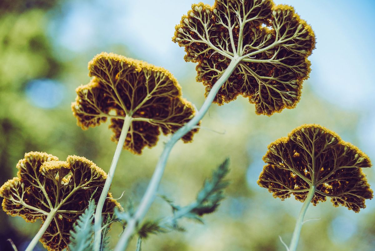 What Is The Meaning Of Yarrow Flowers? Meaning of the Yarrow Flower by