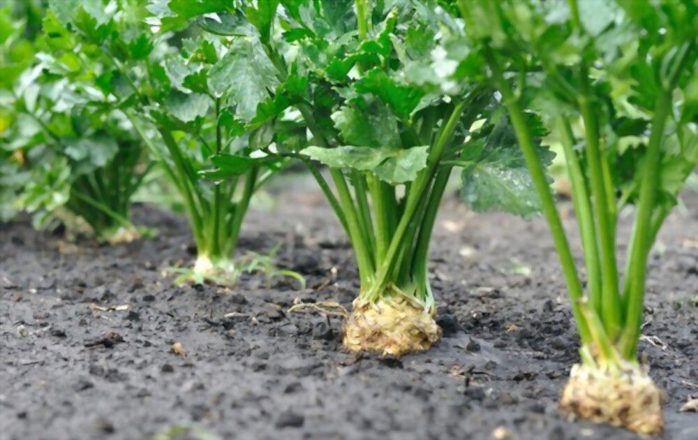 spiritual symbol of celery Celery has been used centuries as a spiritual symbol in many cultures, believed to ward off bad luck and bring good fortune.