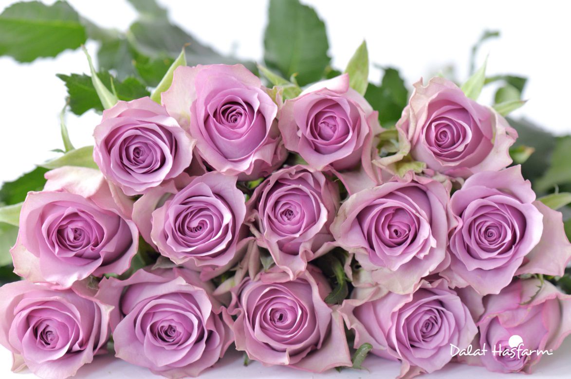 what-the-meaning-of-roses-by-color-and-number-a-comprehensive-guide