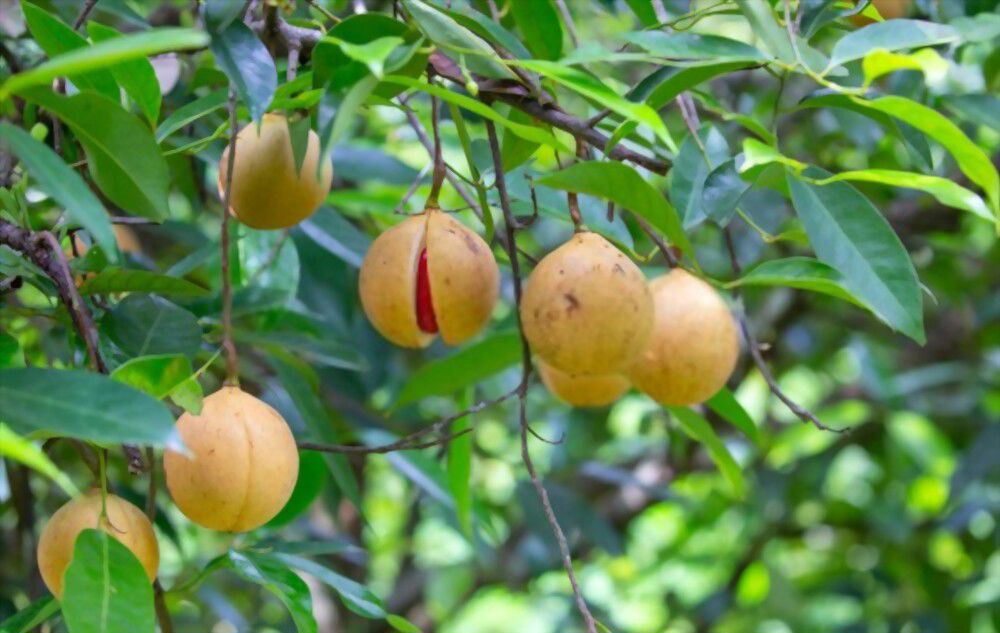 5 Surprising Spiritual Benefits of Nutmeg What You Need to Know