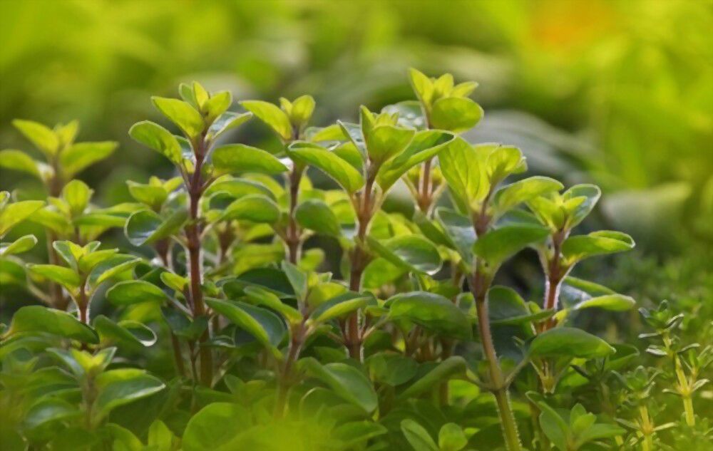 Marjoram Marjoram is an ancient herb with a long history stretching back to Ancient Greece and Rome!
