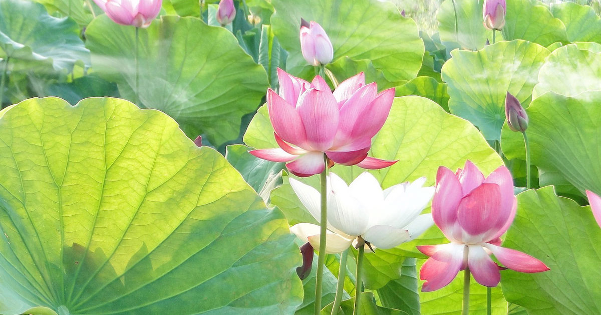 lotus flower color meaning