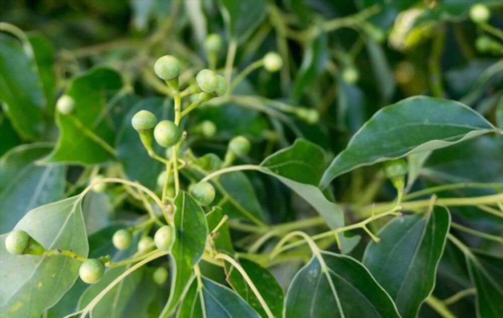 Camphor symbolizes Camphor symbolizes purification, protection and blessing.