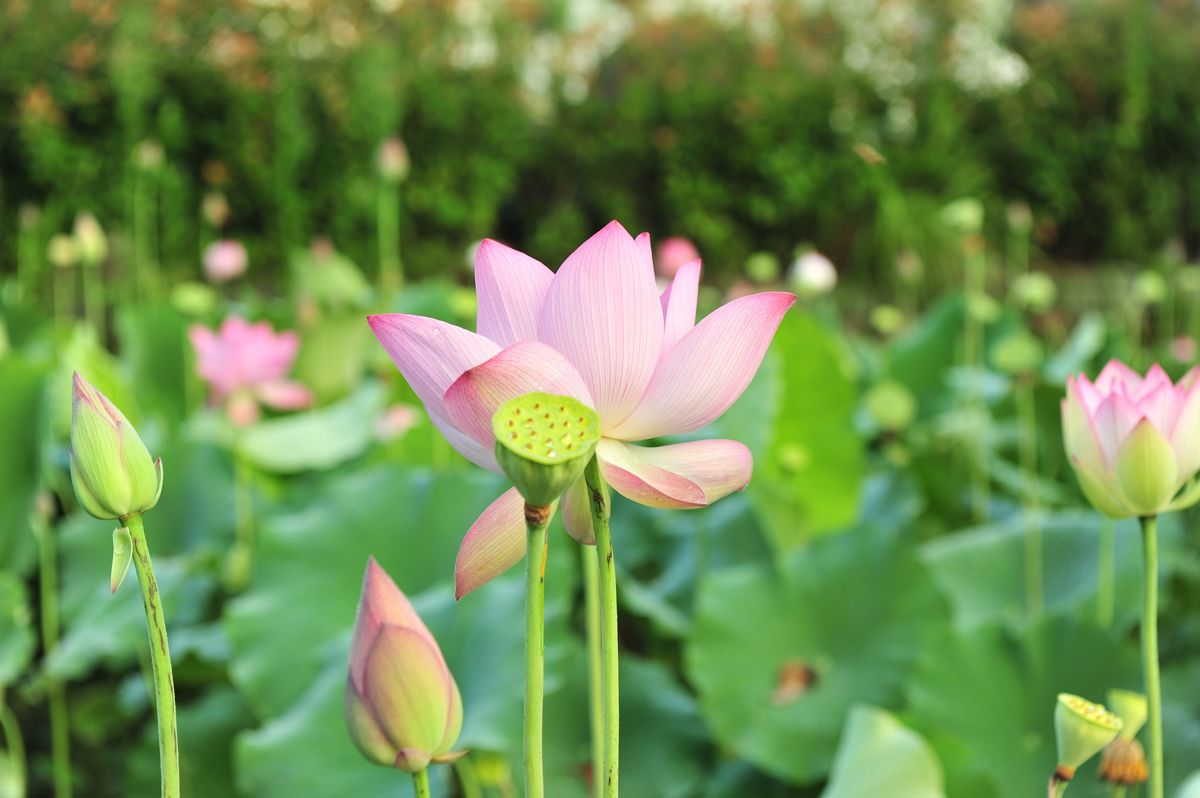 Pink lotus hue represents its rustic beauty, romance, tenderness and affection.