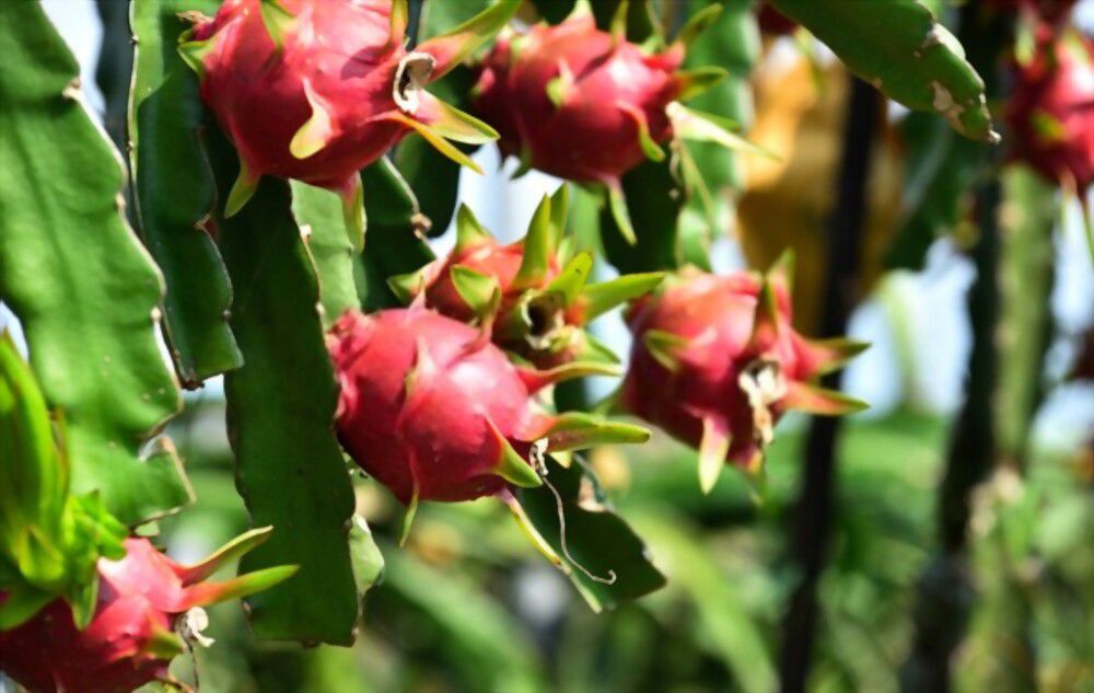 spiritual meaning dragon fruit Discover the spiritual meaning behind the mysterious and beautiful dragon fruit, said to represent courage and resilience.