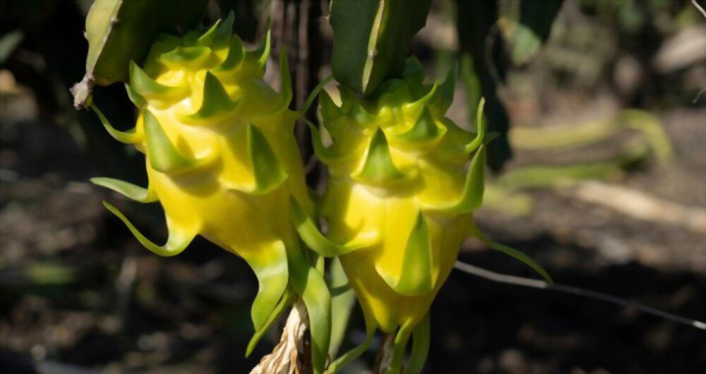 the yellow dragon fruit The sweet nectar of the yellow dragon fruit is symbolic of spiritual abundance.