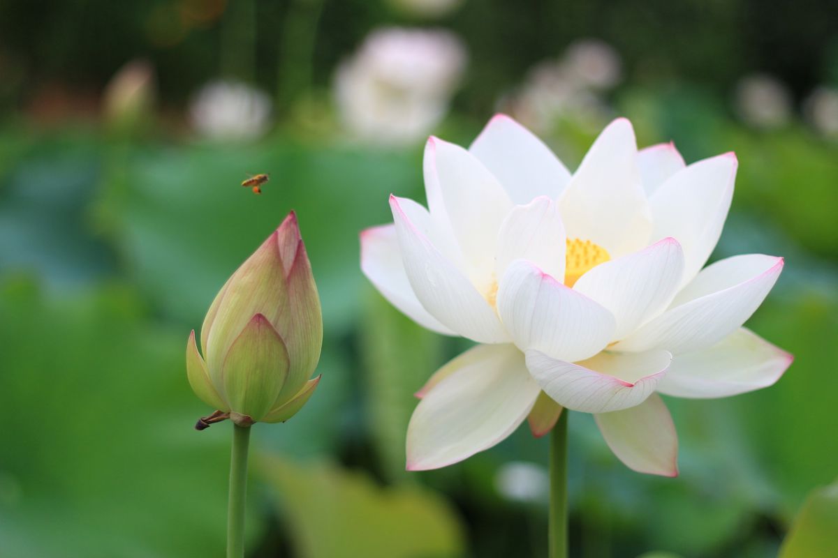 White lotus is seen as a sign of purity, both of spirit and of mind