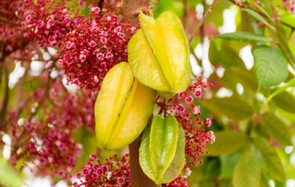 The star shaped star fruit The star-shaped star fruit is a nutritious tropical fruit with origins in the Far East!