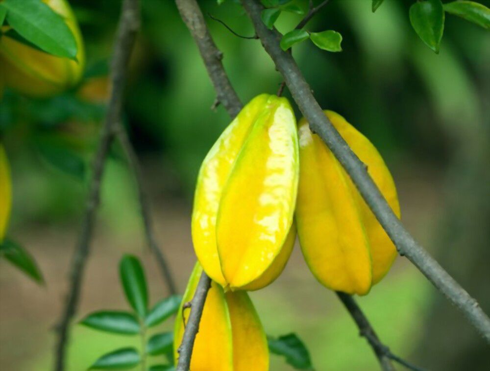 one star fruit at a time Bringing harmony to your life, one star fruit at a time!