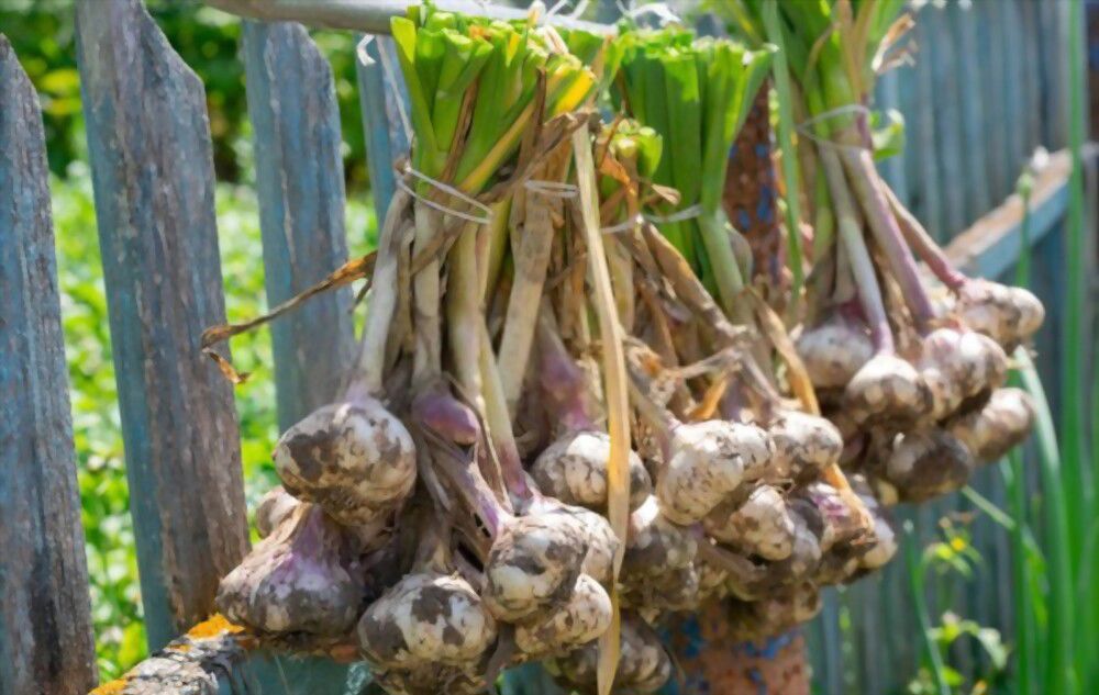  A pinch of garlic for good luck, health and prosperity! 