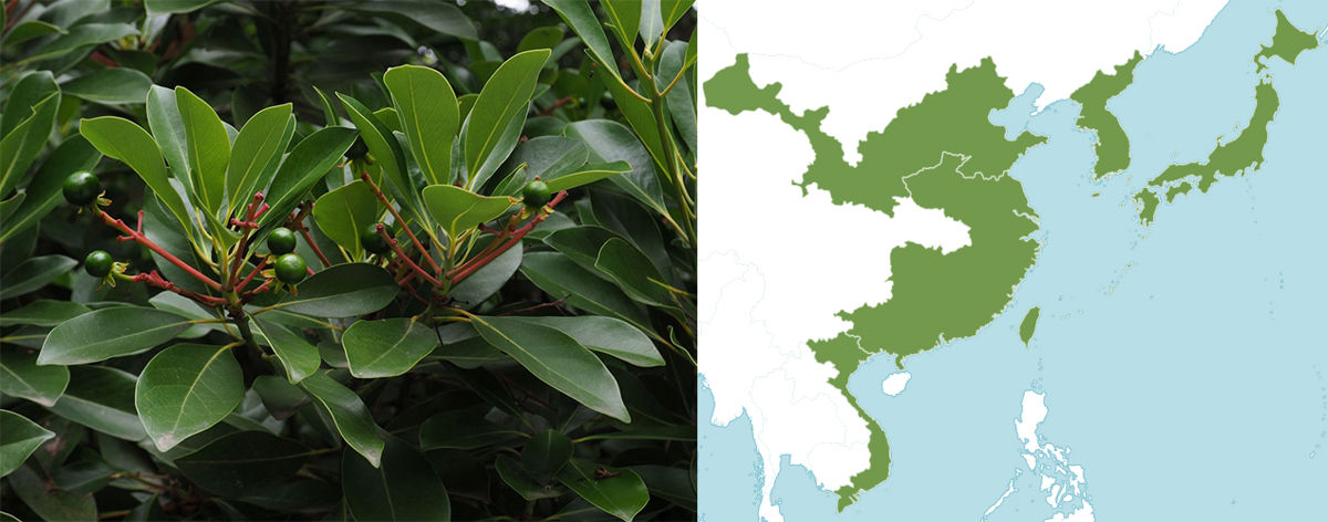 Tabonuki tree Image of Tabonuki tree and its distribution map in the world.