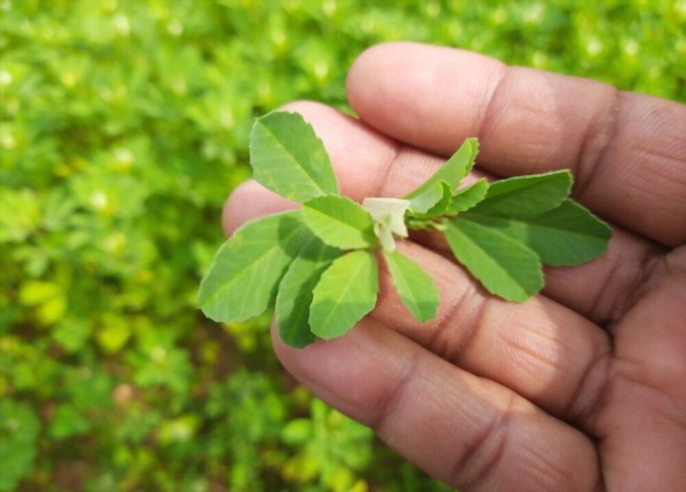 the symbol of Fenugreek Fenugreek - the symbol of immortality and fortune in ancient India.